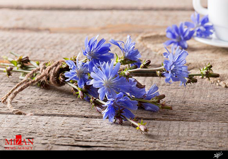 خواص عرق کاسنی و تاثیرات آن بر بدن