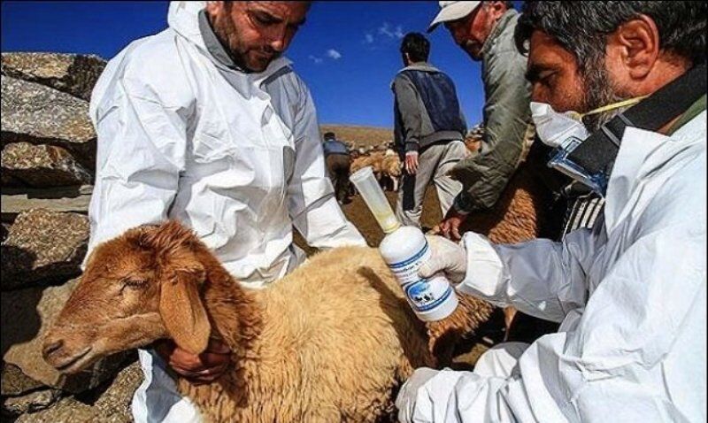 طاعون نشخوار کنندگان در پهنه‌های زیست محیطی فارس تحت پایش است