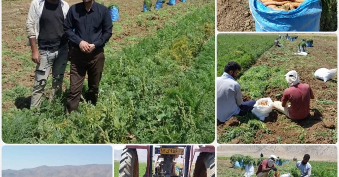 برداشت هویج از 1330 هکتار اراضی شهرستان اقلید استان فارس آغاز شد