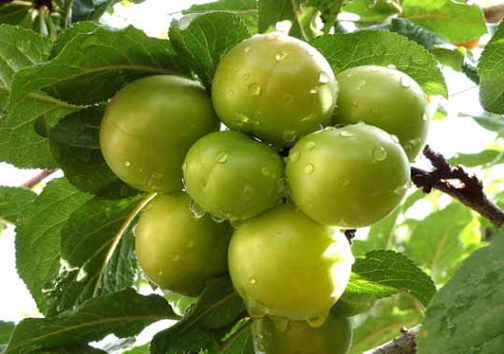 آغاز برداشت میوه‌های تابستانی از باغات فارس