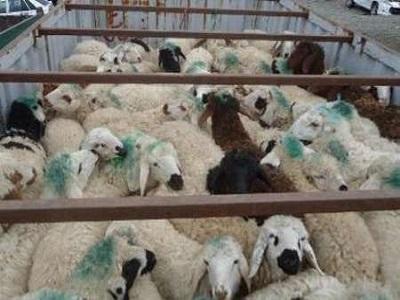 توقیف کامیون حامل دام قاچاق