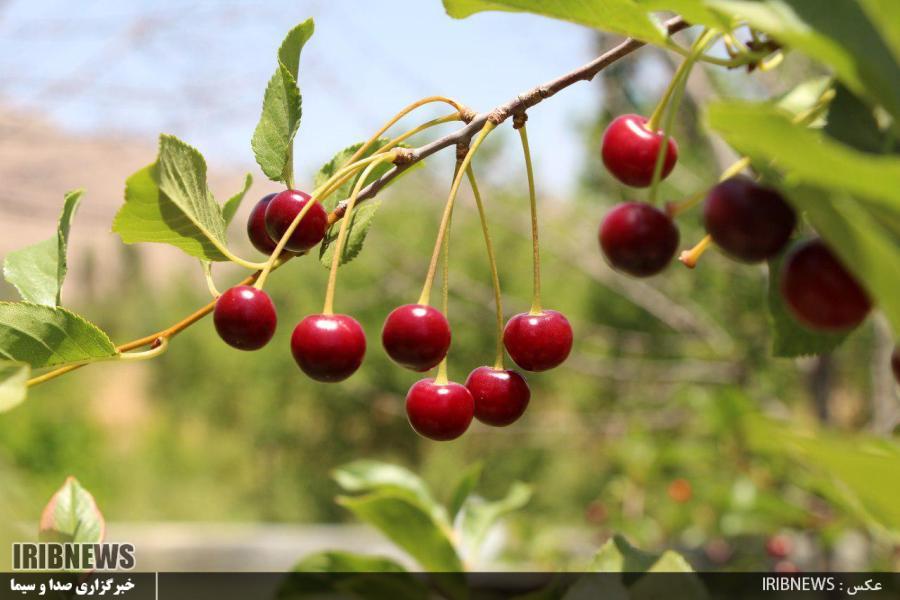 آغاز برداشت آلبالو در شهرستان اقلید+ عکس