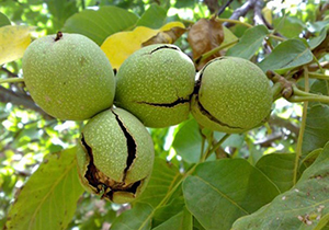 برداشت گردو از قطب تولید محصول در فارس