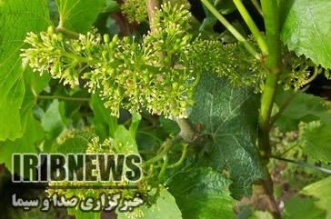 کرم خوشه خوار، محصولات باغی فارس را تهدید می‌کند