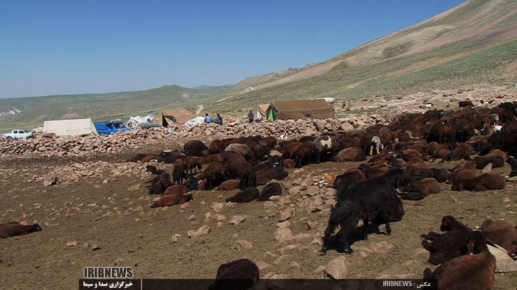 عشایر کوچ رو در راه مناطق جنوبی فارس