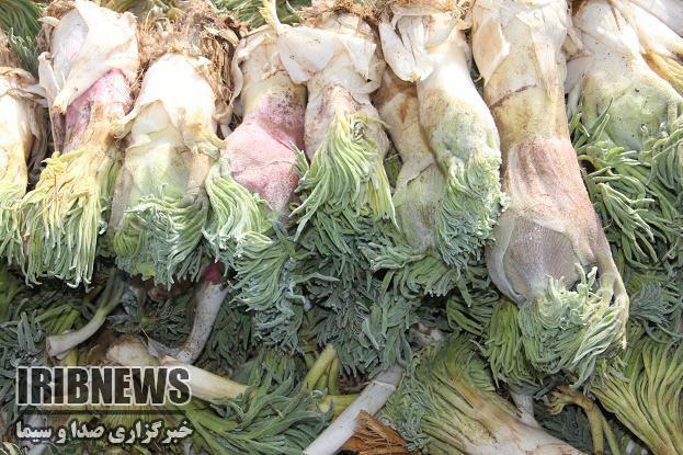 ارزآوري 20 هزار دلاري صادرات آنغوزه از فارس 