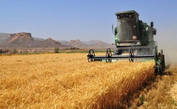 برداشت ۱۰۸ تن گندم از مزرعه تحقیقاتی دانشگاه آزاد اسلامی اقلید