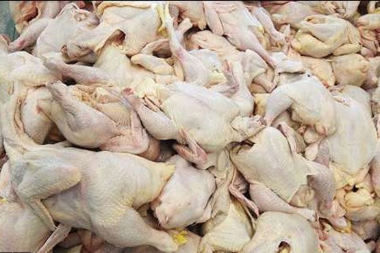 کشف مرغ های غیربهداشتی در اقلید